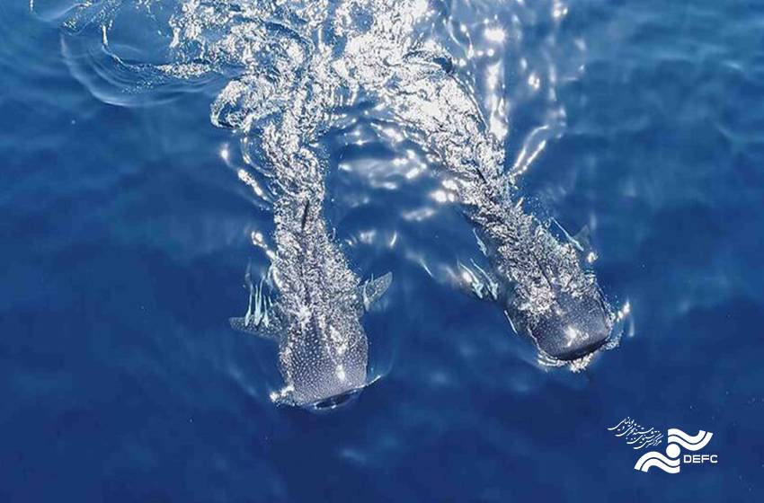 The Global Journey Continues— “The Last of the Whale Shark” Travels to the Uk