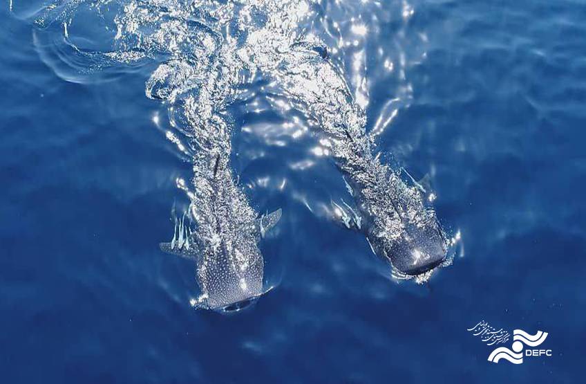 A Review on “The Last of the Whale Shark” by Joanna Boyd 