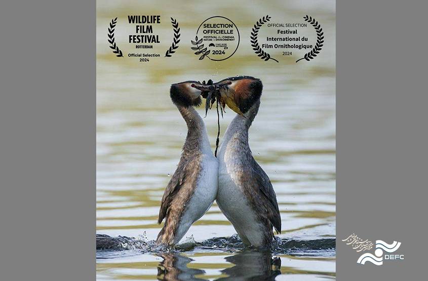 “Grebe the Lover” Screening at Wildlife Film Festival Rotterdam