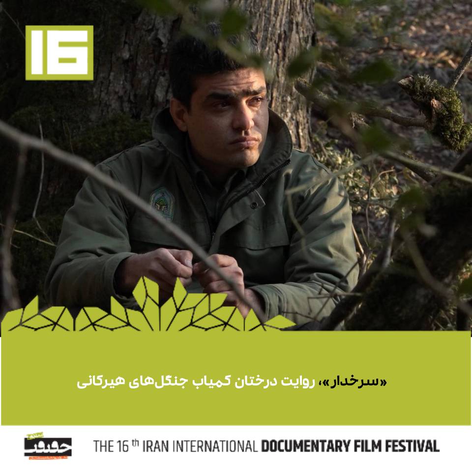 «سرخدار»، روایت درختان کمیاب جنگل‌های هیرکانی
