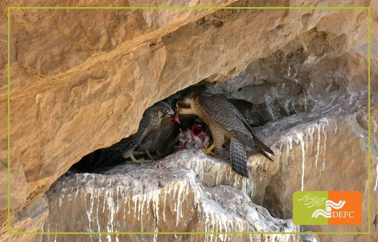 نگاهی به «دنیای وحشی زاگرس»/ سفر به دل طبیعت