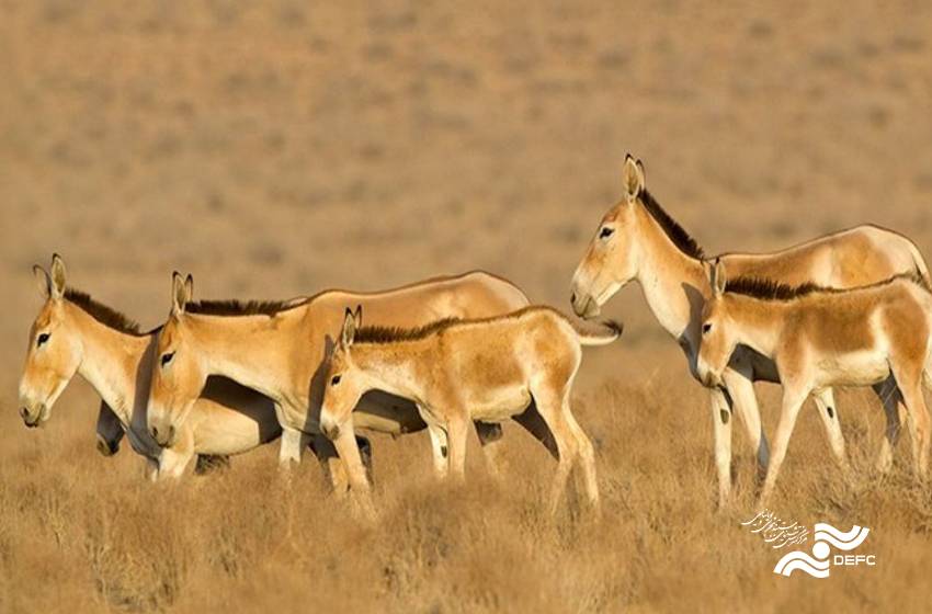 «گور ایرانی» به «سینماحقیقت» می‌رسد؟