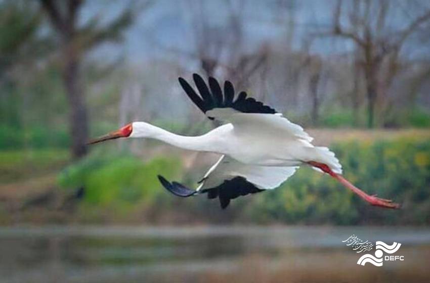 انقراض تلخ پرنده‌ای نایاب در ایران/ شکار به فرایندی صنعتی تبدیل شده است